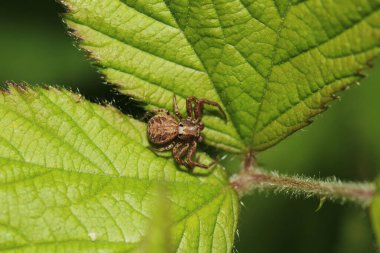 Xysticus kochi örümcek makro fotoğrafı