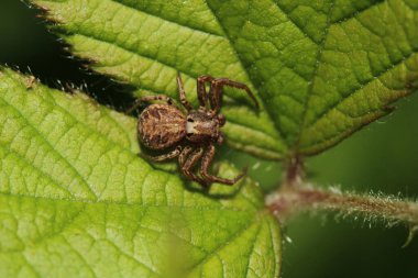 Xysticus kochi örümcek makro fotoğrafı