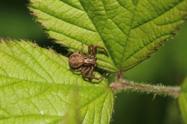 Xysticus kochi örümcek makro fotoğrafı