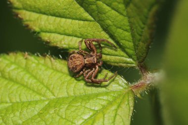 Xysticus kochi örümcek makro fotoğrafı