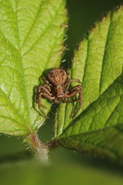 Xysticus kochi örümcek makro fotoğrafı