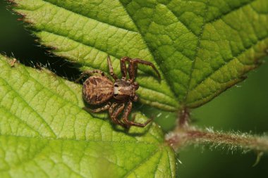 Xysticus kochi örümcek makro fotoğrafı