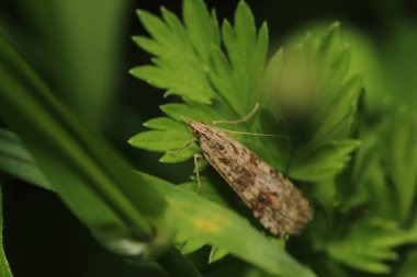 Yaygın gri güve böceği makro fotoğrafı