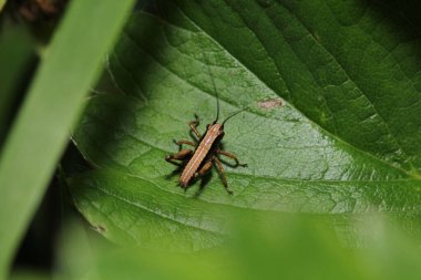 pezotettix giornae çekirge makro fotoğraf