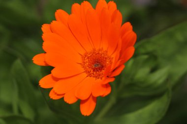 Argyranthemum sarı çiçekli makro fotoğraf