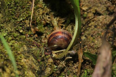 Cornu aspersum salyangoz hayvan makro fotoğrafı