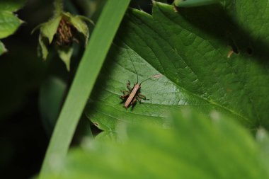 paslı çekirge böceği makro fotoğraf