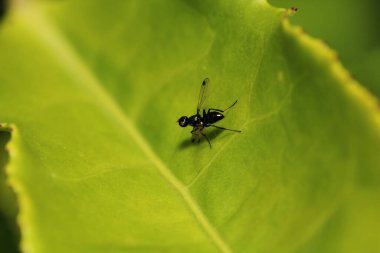 krematogaster scutellaris ant makro fotoğraf