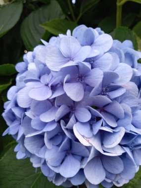 Mavi ortanca macrophylla çiçek fotoğrafı