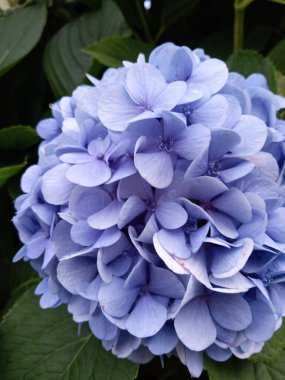 Mavi ortanca macrophylla çiçek fotoğrafı
