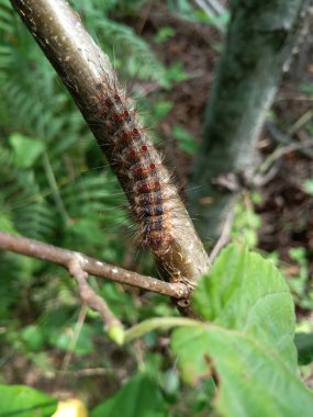 Doğal phragmatobia fuliginosa caterpillar makro fotoğraf