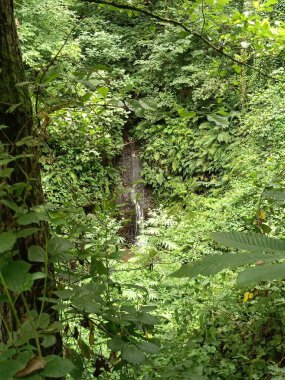 Yeşil ağaçlar orman manzarası fotoğrafı