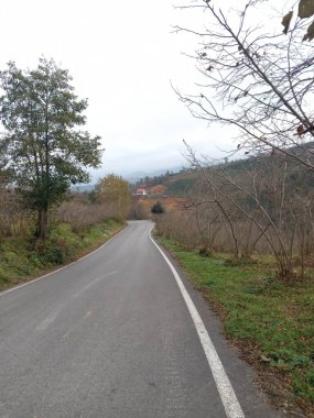 Yeşil ağaçlar orman manzarası fotoğrafı