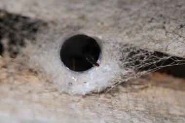 Küçük zıplayan örümcek makro fotoğrafı
