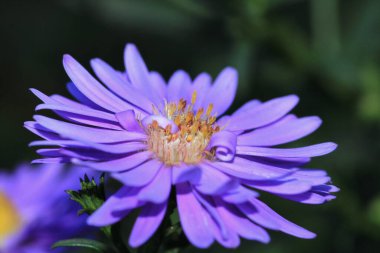 Avrupa Michaelmas papatya çiçekli makro fotoğraf