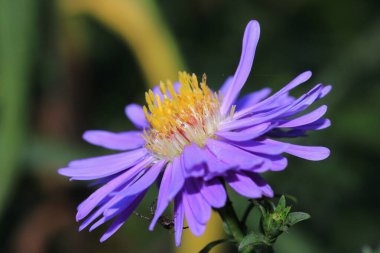 Avrupa Michaelmas papatya çiçekli makro fotoğraf