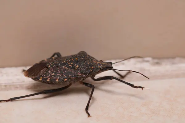 Halyomorfa Halys böcek makro fotoğrafı