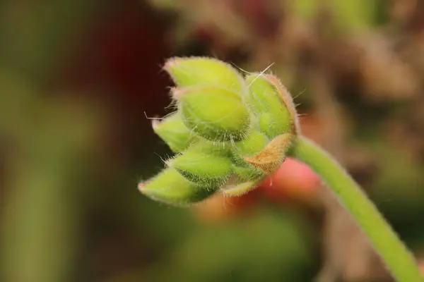 Yeşil ağaçlar orman manzarası fotoğrafı