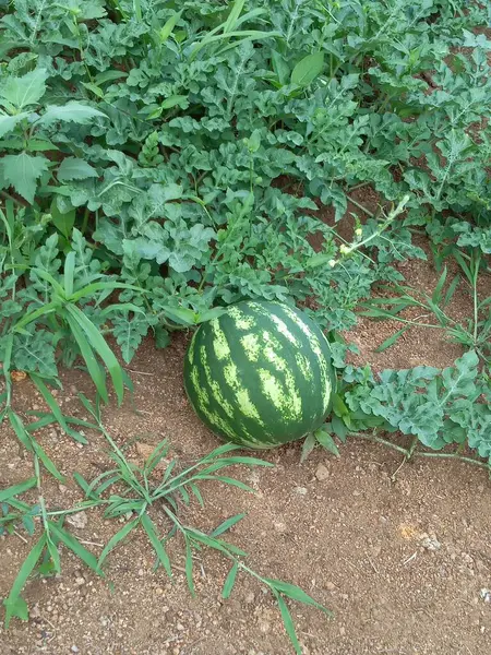 Yeşil ağaçlar orman manzarası fotoğrafı