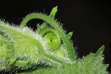 Doğal su damlası makro fotoğraf