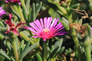 Arkasında buz bitkisi çiçeği makro fotoğrafı