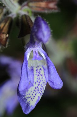 Doğal mor salvia miltiorrhiza fotoğrafı