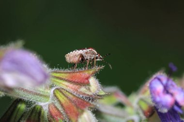 Halyomorfa Halys böcek makro fotoğrafı