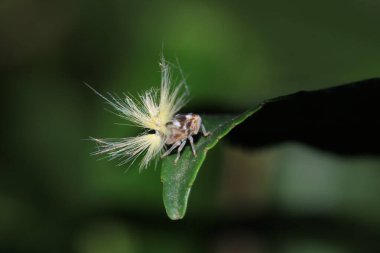 Doğal rikanya böceği makro fotoğrafı