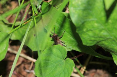 paslı çekirge böceği makro fotoğraf