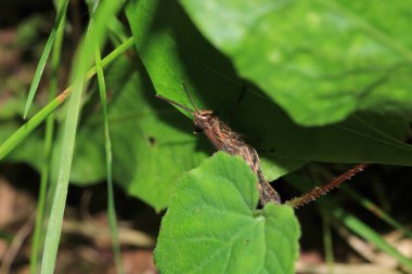 paslı çekirge böceği makro fotoğraf