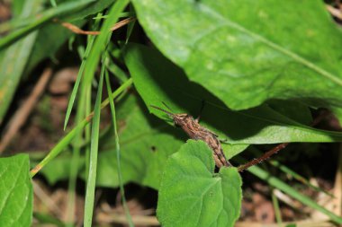 paslı çekirge böceği makro fotoğraf