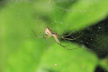 Argiope bruennichi örümcek makro fotoğrafı