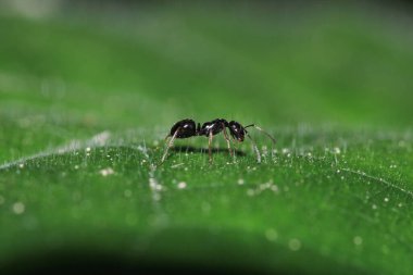 Siyah marangoz karınca makro fotoğrafı
