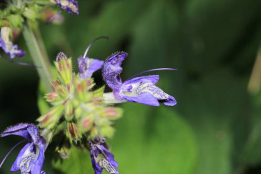 Doğal mor salvia miltiorrhiza fotoğrafı