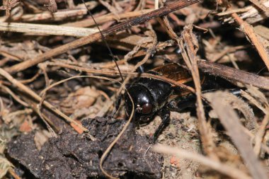 Siyah cırcır böcekleri makro fotoğraf