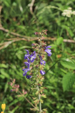 Doğal mor salvia miltiorrhiza fotoğrafı