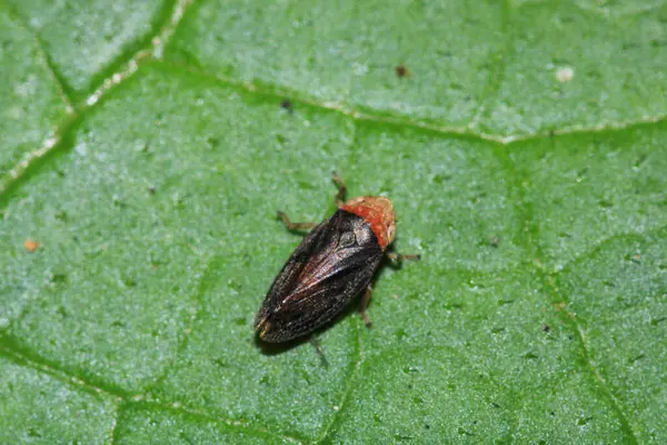 Cam kanatlı keskin nişancı böcek makro fotoğrafçılığı