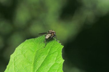 Dönen karasineğin makro fotoğrafı