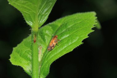 Cam kanatlı keskin nişancı böcek makro fotoğrafçılığı