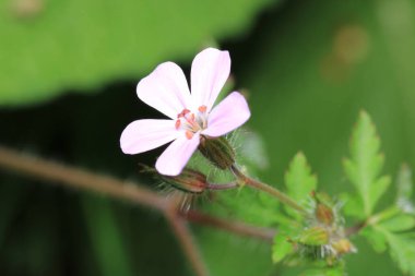 İnce bir Speedwell çiçek makro fotoğrafı.