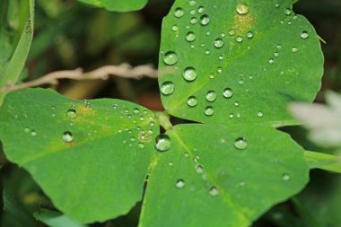 Kuru yaprak suyu makro fotoğraf düşürür