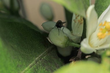 Dönen karasineğin makro fotoğrafı