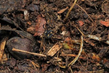 siyah eupnoi örümcek makro fotoğrafı