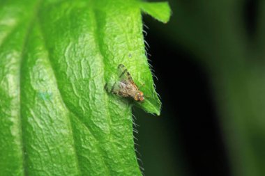 Dönen karasineğin makro fotoğrafı