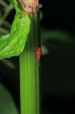 kırmızı kıvrımlı fikir böcek makro fotoğrafı