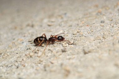 Siyah marangoz karınca makro fotoğrafı