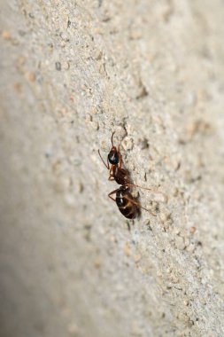 Siyah marangoz karınca makro fotoğrafı
