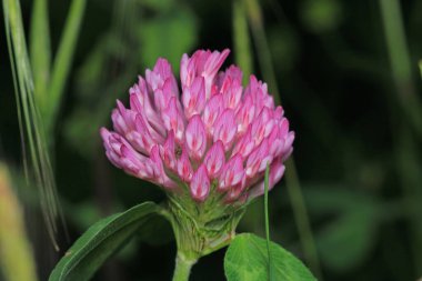 trifolium pratense bitki makro fotoğraf