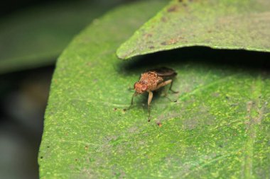 Dönen karasineğin makro fotoğrafı