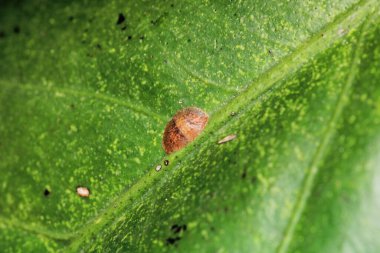 ceviz ağacı kabuğu bit böceği.